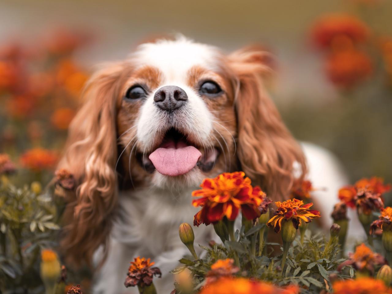 Top 9 Dog Loving States – US