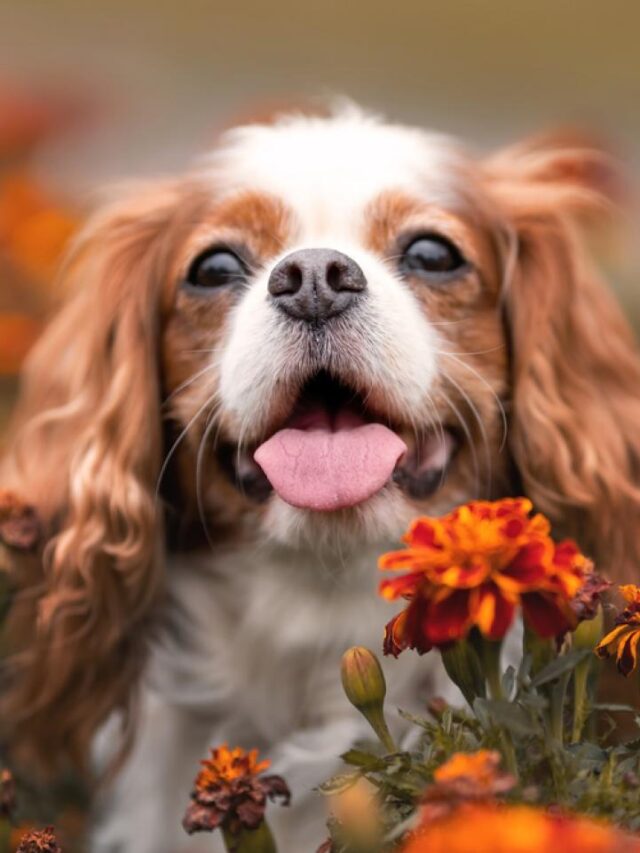 Top 9 Dog Loving States – US